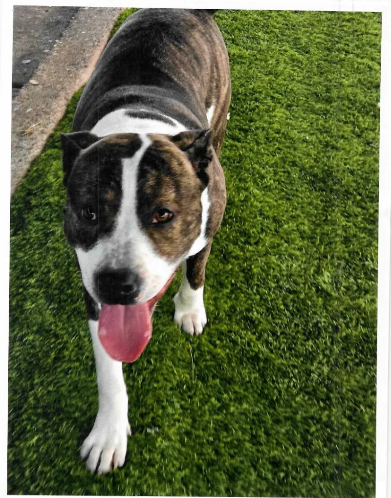 A young medium-sized male Brindle Pit Bull Terrier dog named Omega for adoption in Trenton, NJ