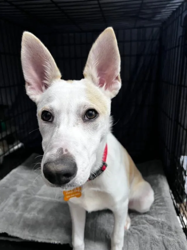 A baby medium-sized female Carolina Dog dog named Kimber for adoption in Amity, OR