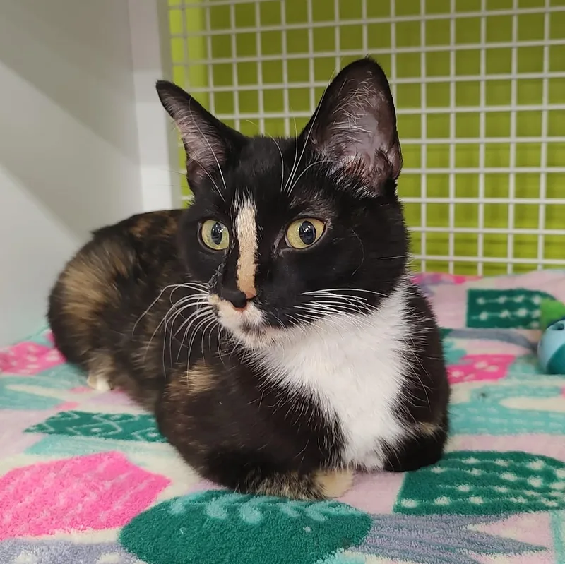 A young medium-sized female Calico Domestic Medium Hair cat named Cibyll for adoption in Chandler, AZ