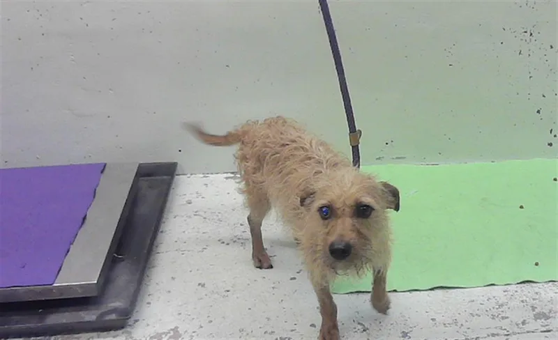 An adult medium-sized male Rat Terrier dog named A for adoption in Houston, TX
