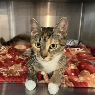 An adult medium-sized female Brown / Chocolate Domestic Short Hair cat named Milan for adoption in Southbury, CT
