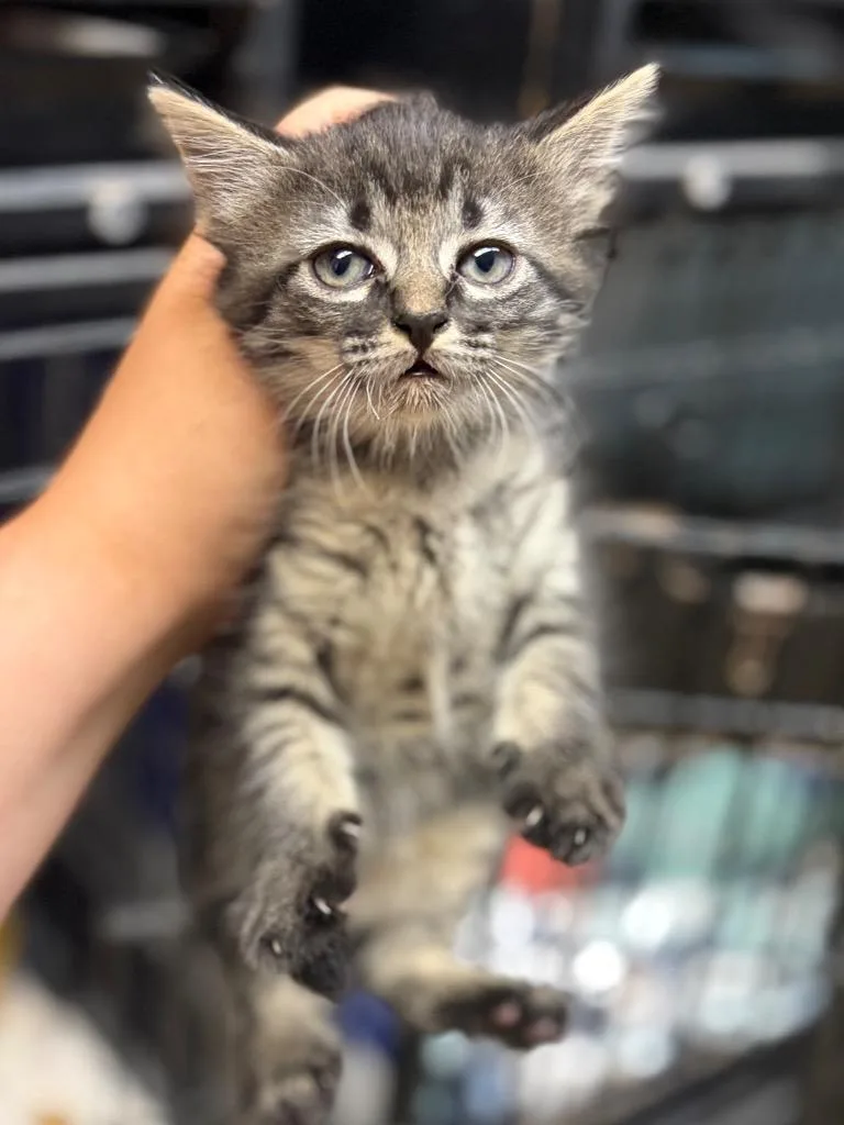 A baby large-sized female Domestic Medium Hair cat named Charcoal for adoption in Lockhart, TX