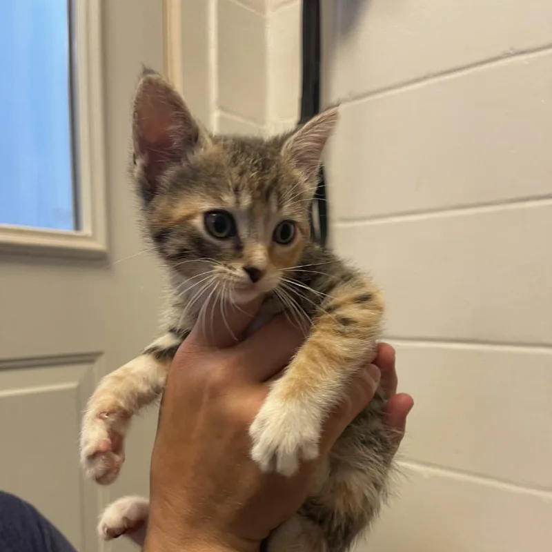 A baby small-sized female Torbie Domestic Short Hair cat named Zoomie for adoption in Albert Lea, MN