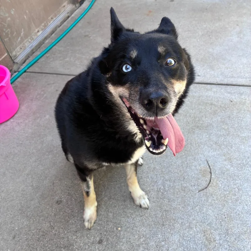 An adult medium-sized female Black Husky dog named Mia for adoption in Dixon, IL