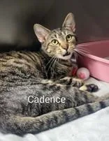 An adult medium-sized female Tabby (Brown / Chocolate) Domestic Short Hair cat named Cadence for adoption in Moline, IL