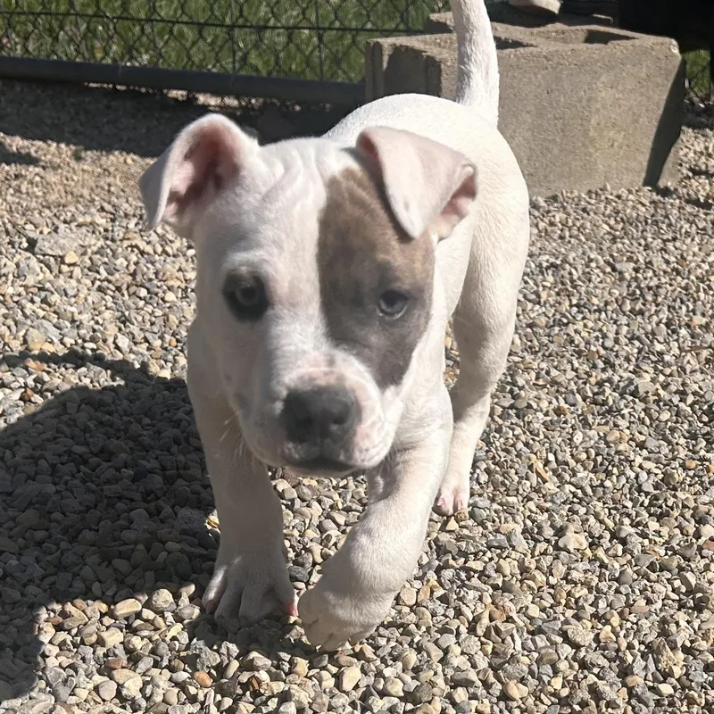 Asha—update! thumbnail 2