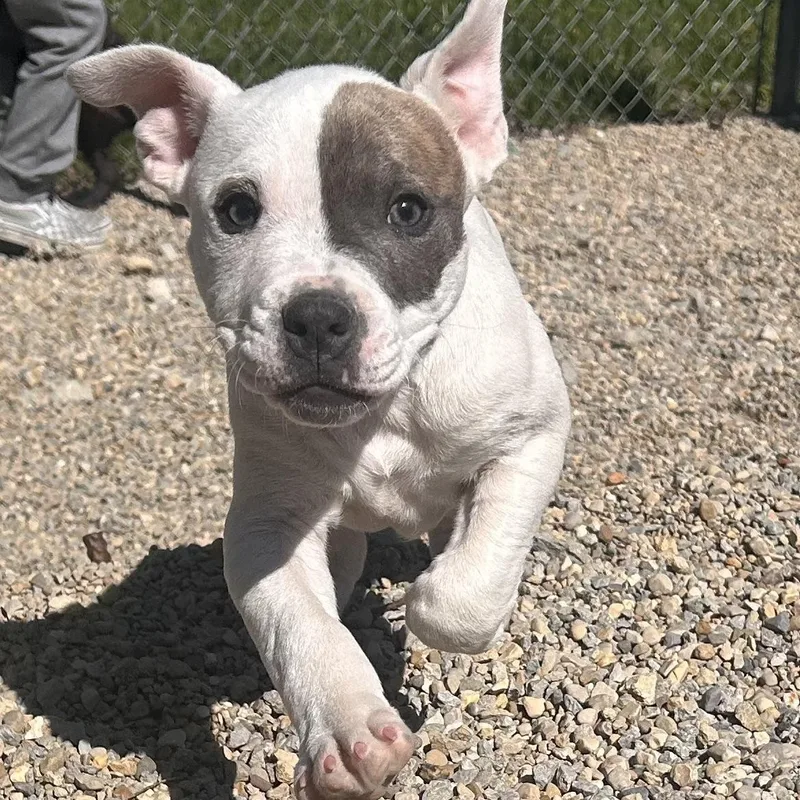 A baby medium-sized female White / Cream Terrier dog named Asha—update! for adoption in Wilmington, OH