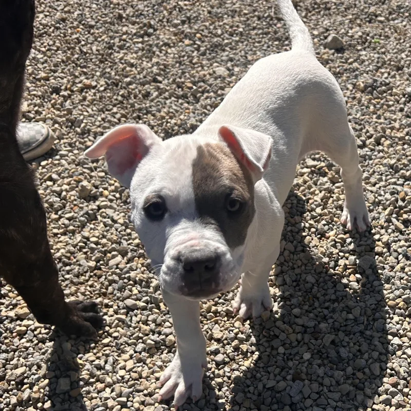 Asha—update! thumbnail 3