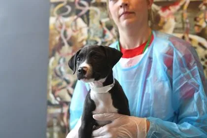 A baby medium-sized male Mixed Breed dog named K.k. Slider for adoption in West Chester, PA