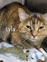 An adult medium-sized female Brown / Chocolate Domestic Short Hair cat named Lyla for adoption in Moline, IL