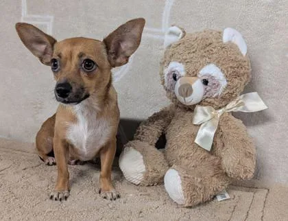 An adult small-sized female Chihuahua dog named Mexifri for adoption in Houston, TX