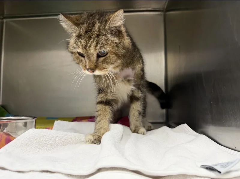 An adult medium-sized female Tabby (Brown / Chocolate) Domestic Short Hair cat named Sugar Plum for adoption in Providence Forge, VA