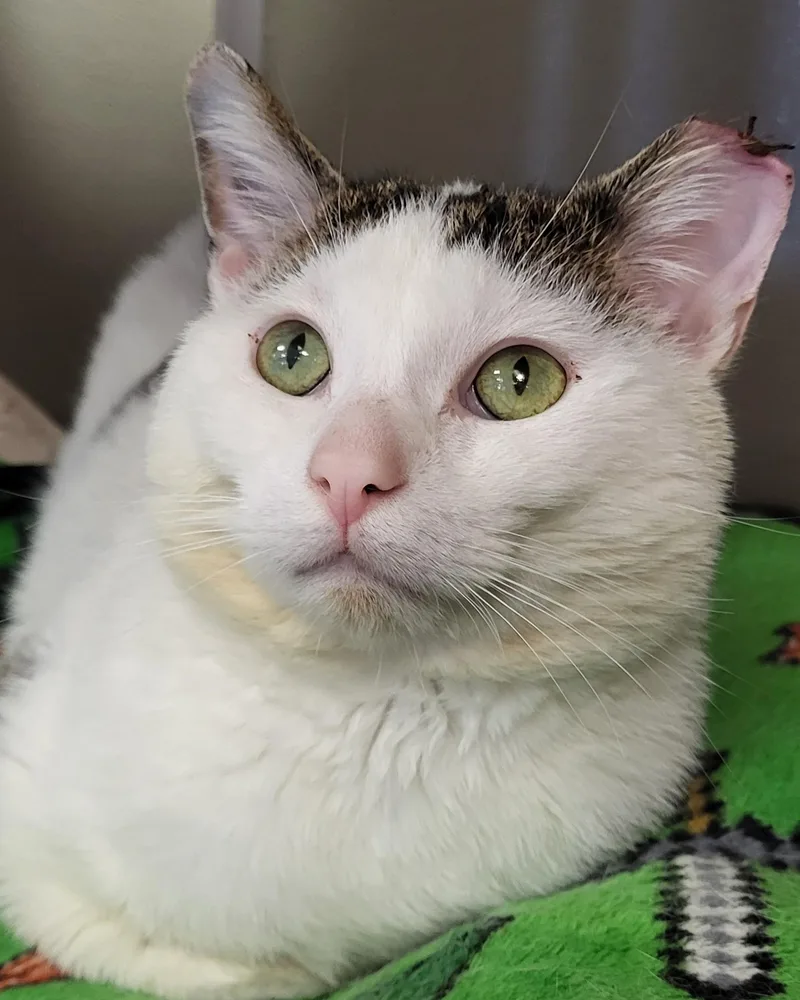 A young large-sized male White Domestic Short Hair cat named Rex Manning for adoption in Grayslake, IL