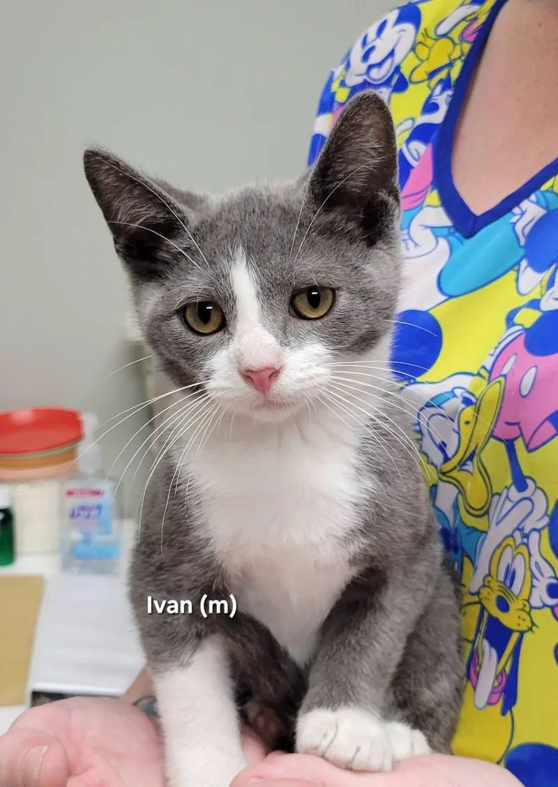 A baby medium-sized male Gray & White Domestic Short Hair cat named Ivan for adoption in Mazon, IL