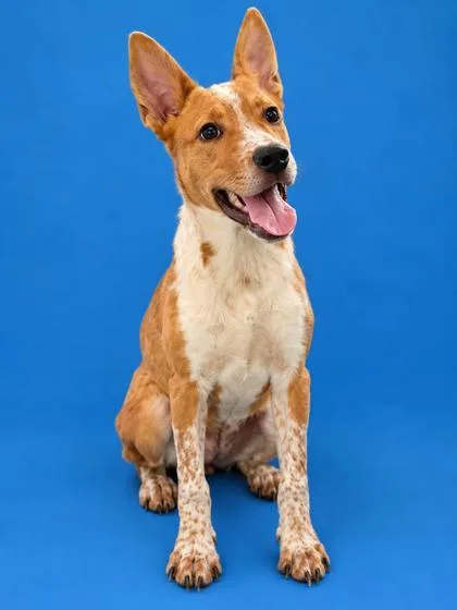 A young medium-sized male Retriever dog named Buzz for adoption in Gulfport, MS