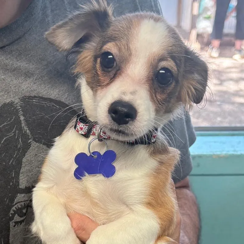 A baby small-sized female Brown / Chocolate Chihuahua dog named Parlor for adoption in Boerne, TX