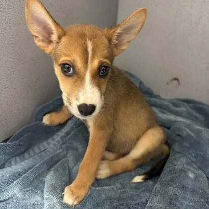 A young medium-sized female Yellow / Tan / Blond / Fawn Carolina Dog dog named Peanut for adoption in Converse, TX