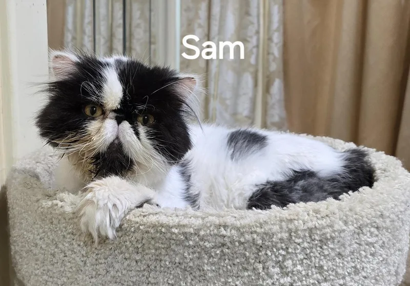 An adult medium-sized male Black & White / Tuxedo Persian cat named Sam for adoption in Indianapolis, IN