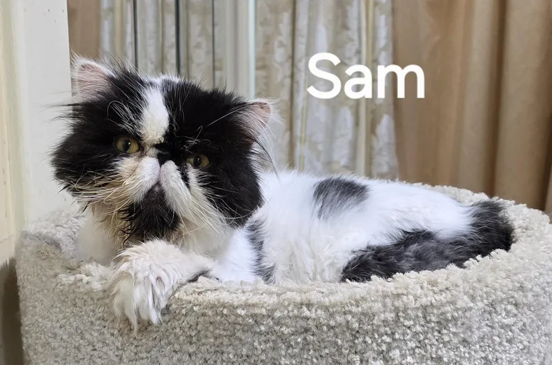 Sam thumbnail 2