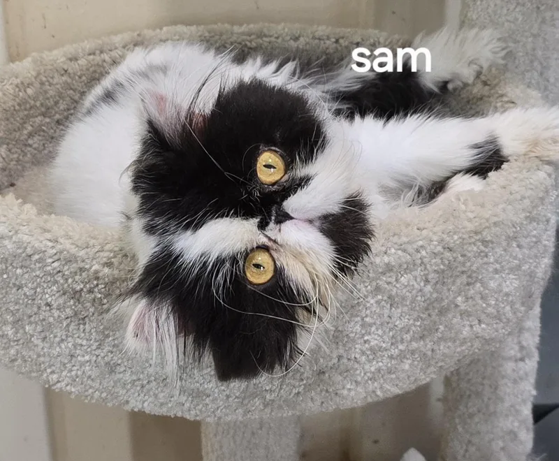 Sam thumbnail 3