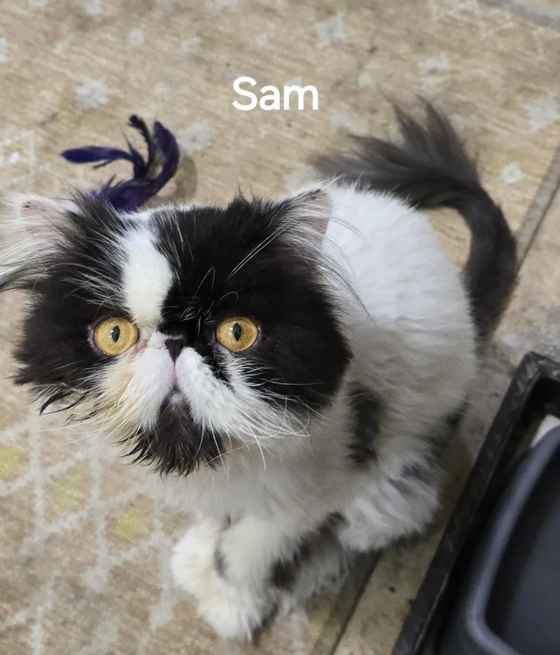 Sam thumbnail 4