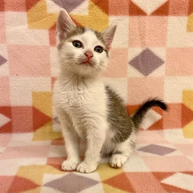 A baby small-sized male Domestic Short Hair cat named Rumble for adoption in Tallahassee, FL