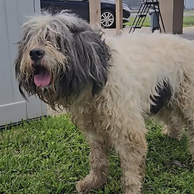 An adult medium-sized female Old English Sheepdog dog named A for adoption in Wylie, TX