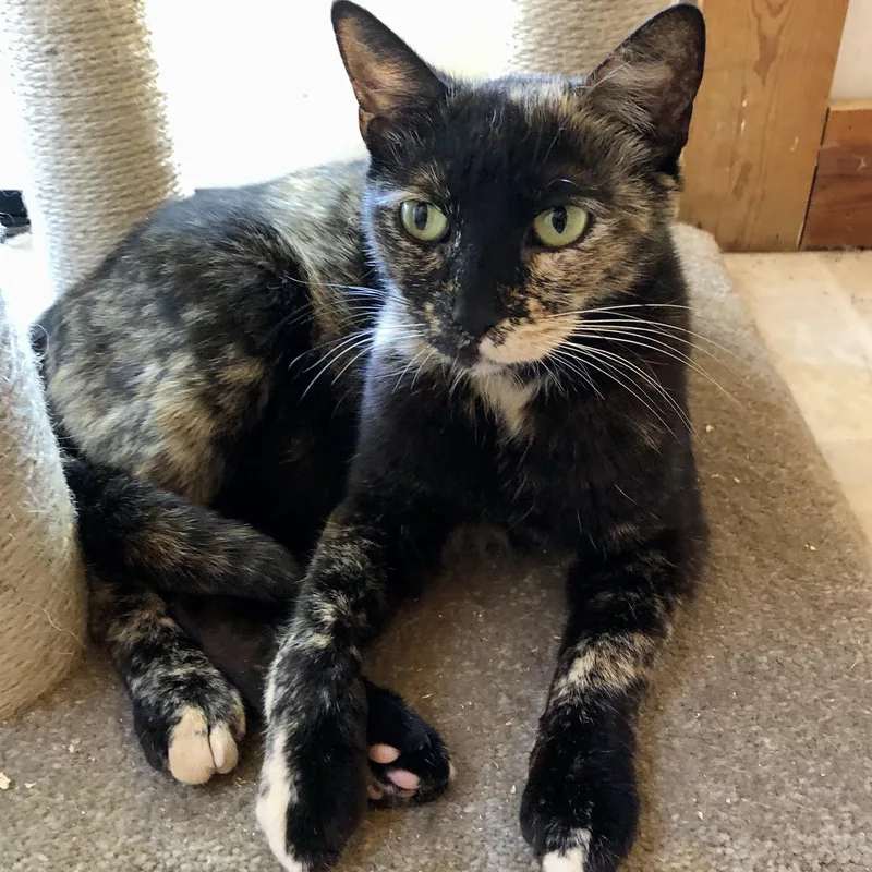 An adult medium-sized female Tortoiseshell cat named Beauty for adoption in Ventura, CA