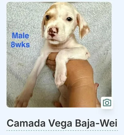 A baby small-sized male Mixed Breed dog named Wei for adoption in Washington, DC