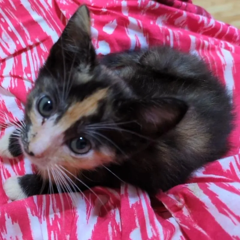 A baby small-sized female Tortoiseshell Domestic Short Hair cat named Nala for adoption in Volcano, HI