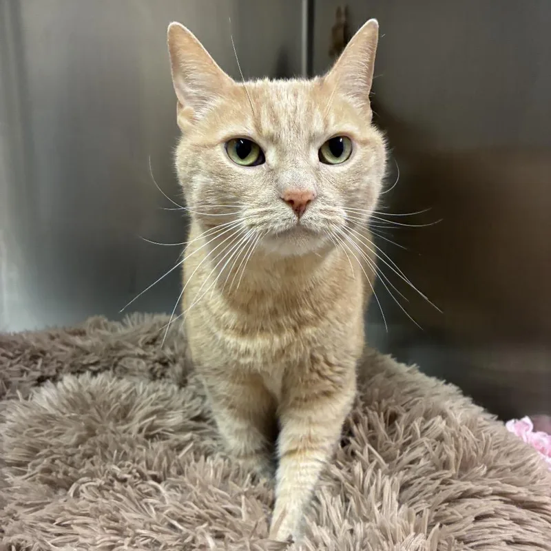 A senior large-sized female Orange / Red Domestic Short Hair cat named Autumn for adoption in East Hampton, NY