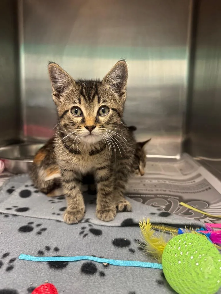 A baby small-sized female Domestic Short Hair cat named Armani for adoption in Belton, TX