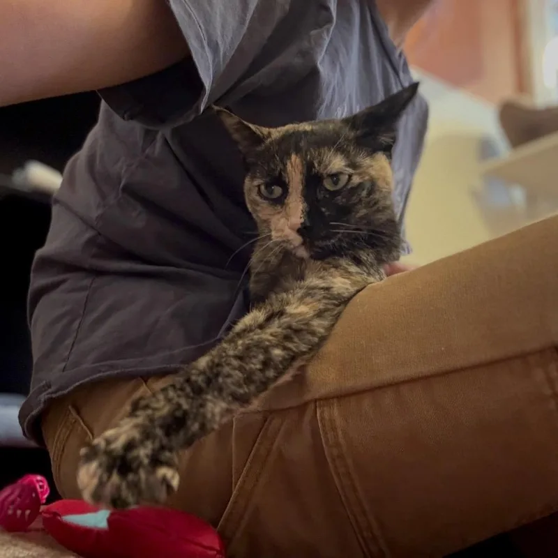 Muffin thumbnail 3