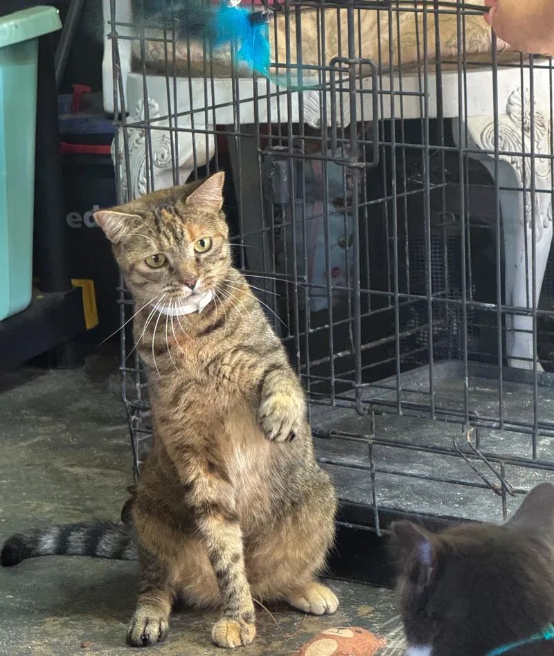 An adult medium-sized female Torbie Domestic Short Hair cat named Sheba for adoption in largo, FL
