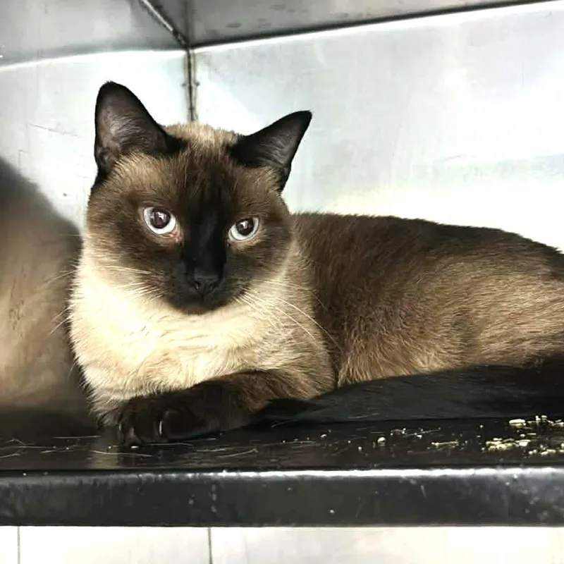 An adult medium-sized female Brown / Chocolate Siamese cat named Cleo for adoption in Chantilly, VA