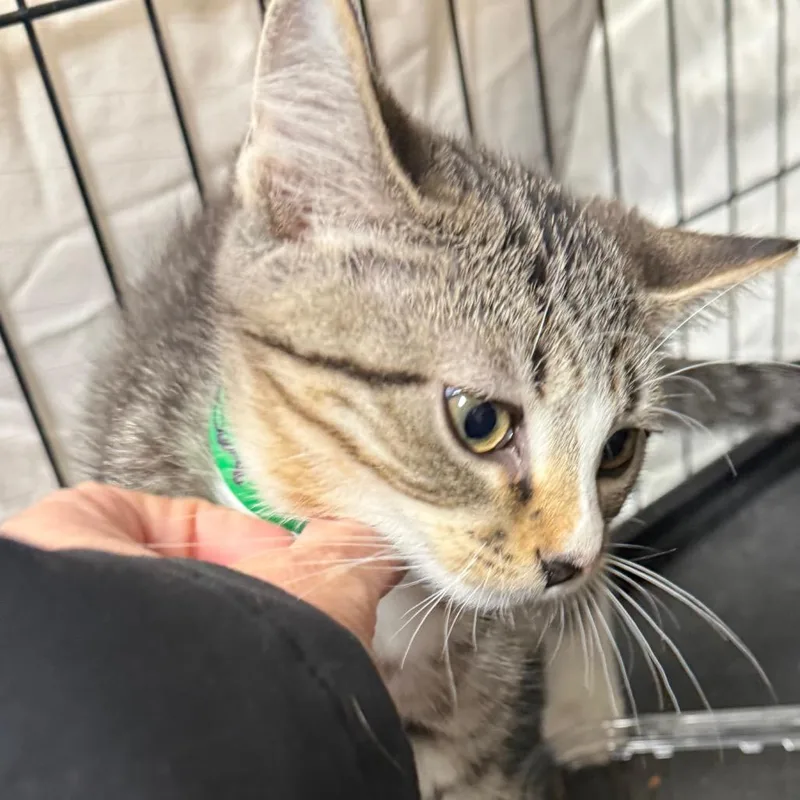 A baby small-sized male Black Domestic Short Hair cat named Theodore Pumpkin for adoption in Normal, IL