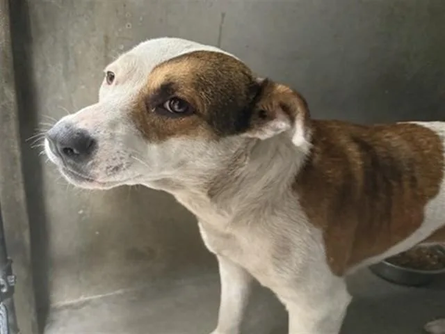 An adult medium-sized female Pit Bull Terrier dog named Lois for adoption in San Bernardino, CA
