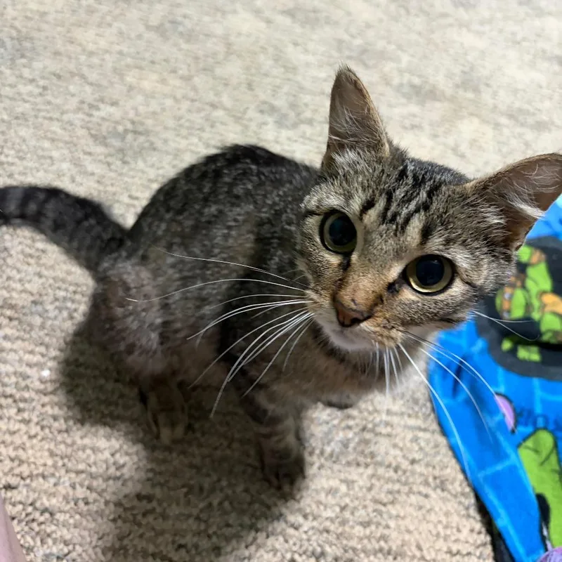 A young extra large-sized female Brown / Chocolate Domestic Short Hair cat named Duchess for adoption in Columbia, MO