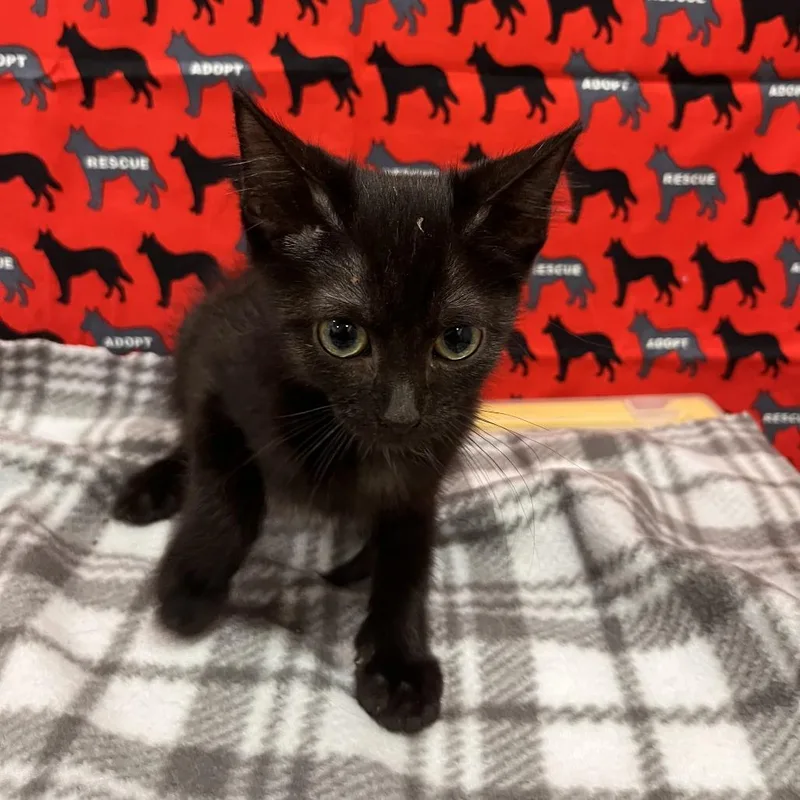 A baby small-sized female Black Domestic Short Hair cat named Minnie for adoption in Washburn, MO