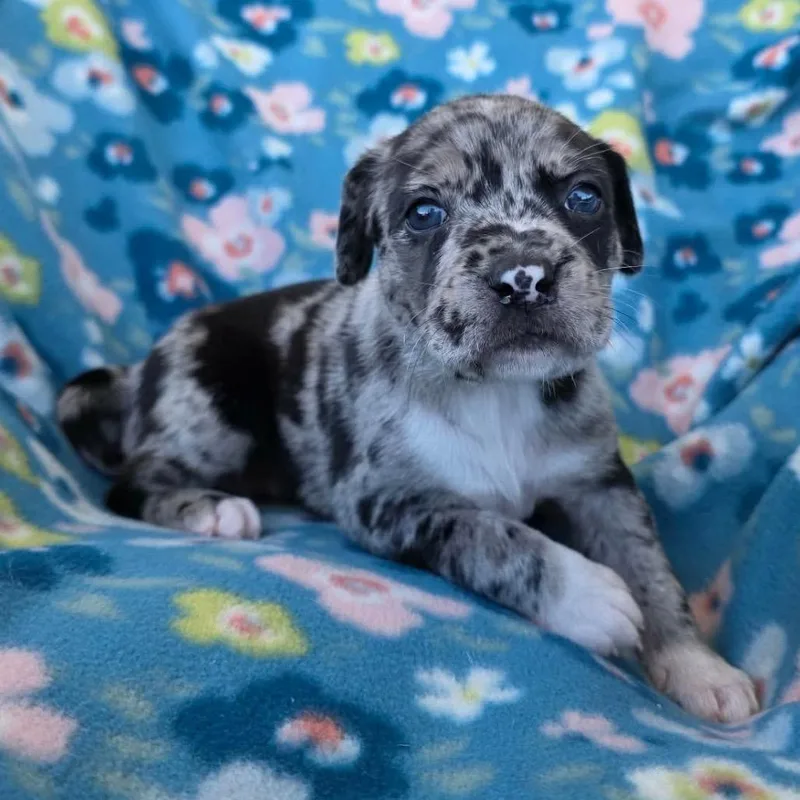 A baby small-sized female Black Pit Bull Terrier dog named Spaetzle for adoption in Jackson, MO