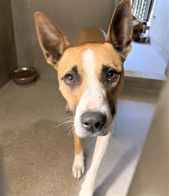 A young medium-sized female Bull Terrier dog named Hallie for adoption in San Bernardino, CA