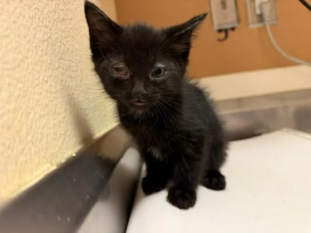 A baby small-sized male Domestic Short Hair cat named Onyx for adoption in Fairfield, CA
