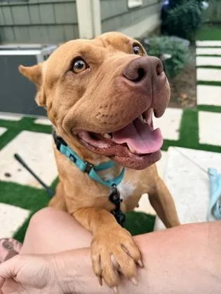 An adult large-sized female Pit Bull Terrier dog named Nonna for adoption in Atlanta, GA