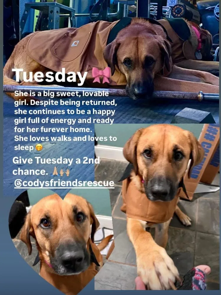 An adult large-sized female Black Mouth Cur dog named Tuesday for adoption in Dallas, TX