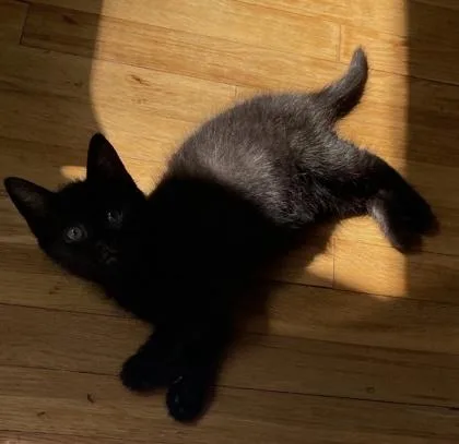 A baby small-sized male Domestic Short Hair cat named Linguini for adoption in West Chester, PA