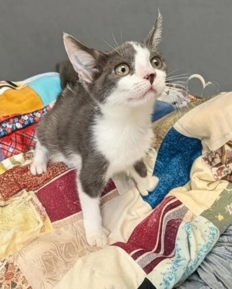 A baby small-sized female Domestic Short Hair cat named Dalia for adoption in Fort Myers, FL