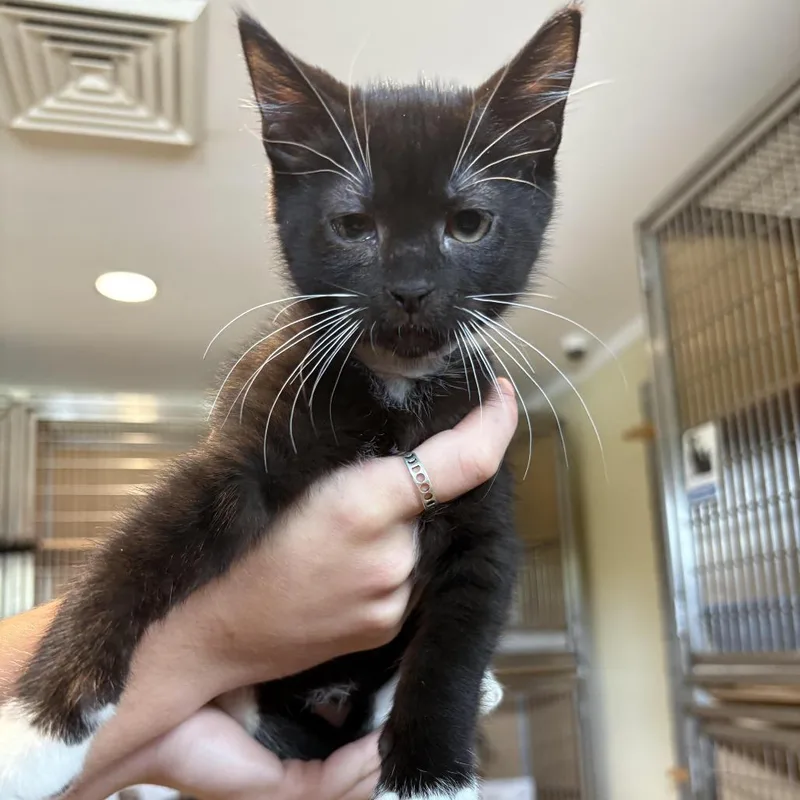 A baby small-sized male Black Domestic Short Hair cat named Shaggy for adoption in Chesapeake, VA