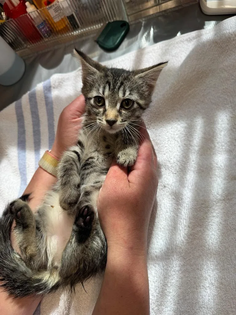 A baby medium-sized female Domestic Short Hair cat named Featherpaw for adoption in Cumberland, ME