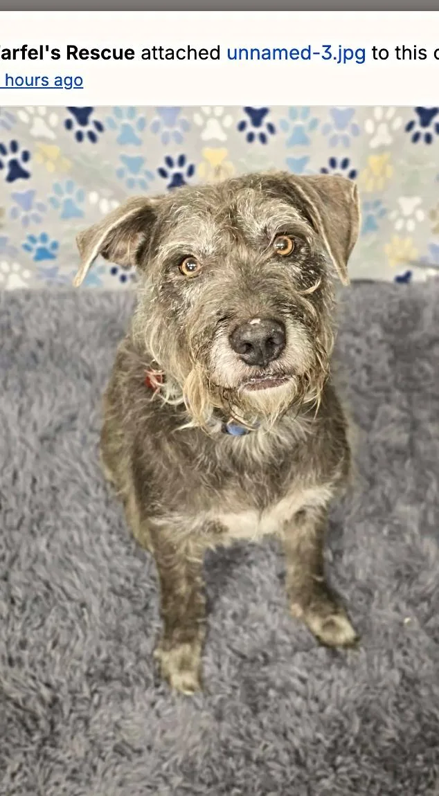 A young medium-sized male Gray / Blue / Silver Standard Schnauzer dog named Finn for adoption in Boulder, CO