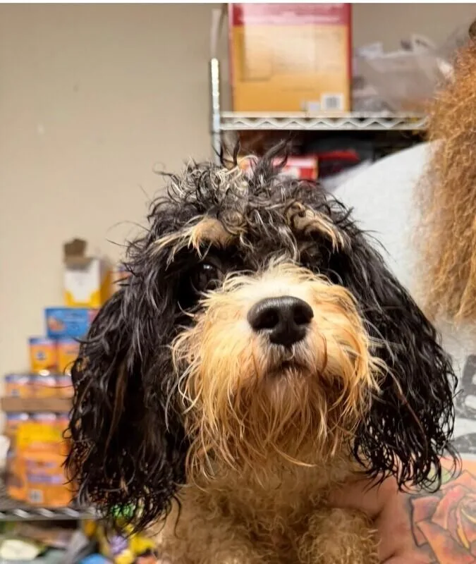 A young small-sized male Tricolor (Brown, Black, & White) Spaniel dog named Toby for adoption in New York, NY